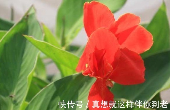 养花高手用一勺白糖,就能养出一片花海,其实我们也可以