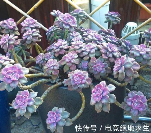 趁着还没立冬,赶紧养盆多肉紫乐,皮实好养越晒越好看,值得拥有