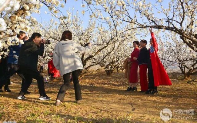 春意|花开枝头春意闹 百般红紫斗芳菲 ——光影中国网聚焦南阳春日胜景