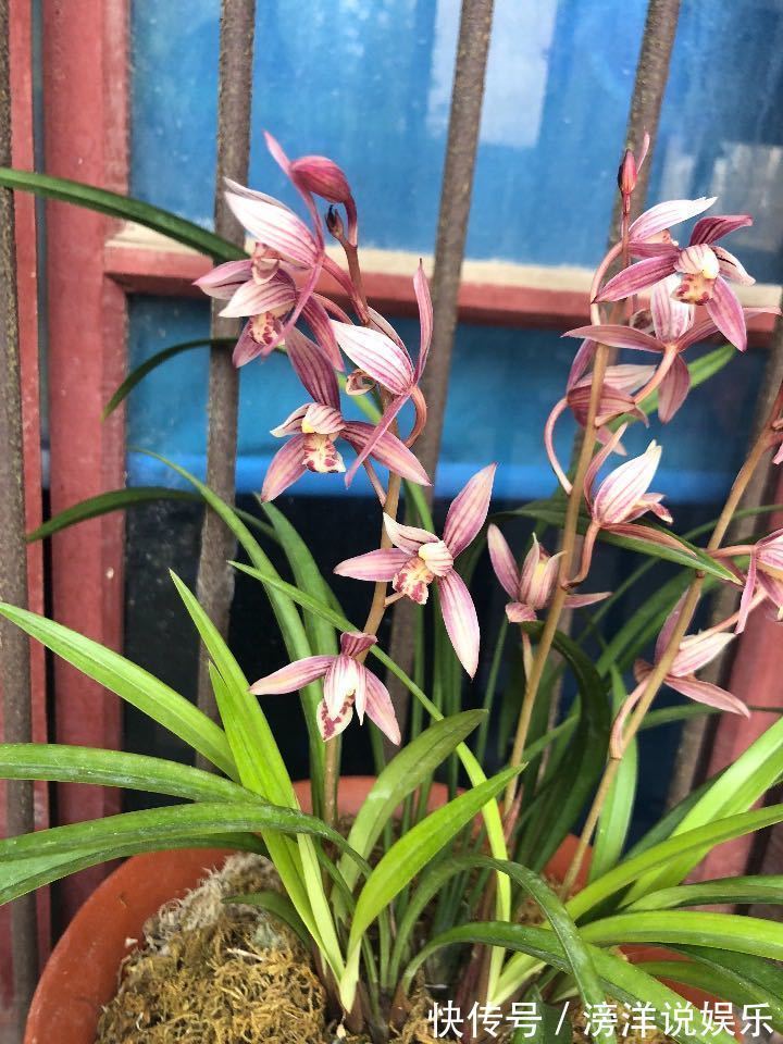 “精品玫瑰”金香玉,花开金碧辉煌,芳姿耀眼,可以说是盆栽佳品