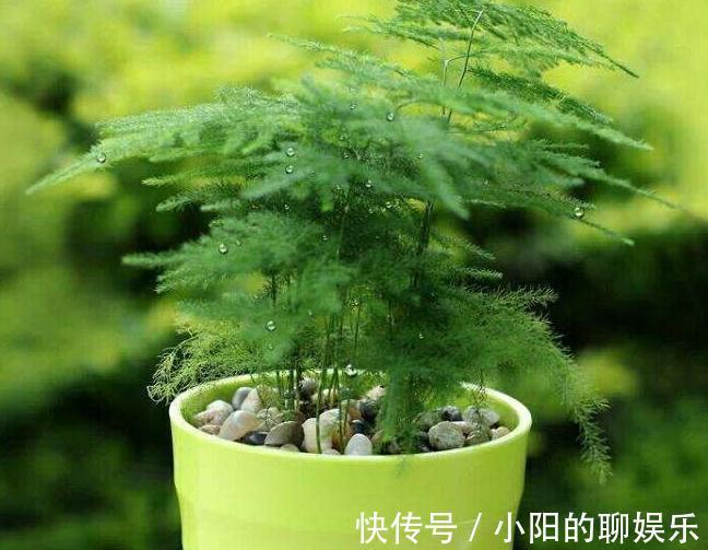 铁钉|文竹不见长,枝叶枯黄,3种垃圾,扔盆里,长势旺,再也不黄叶