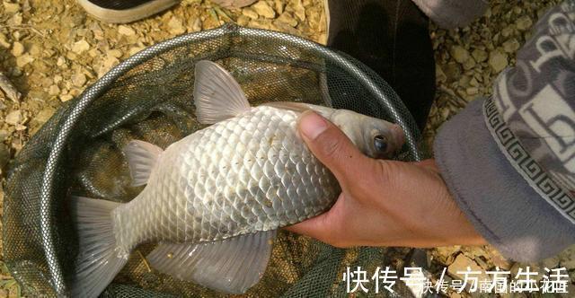 饲料|冬钓大板鲫自制窝料配方,成本低效果不错,制作特别简单