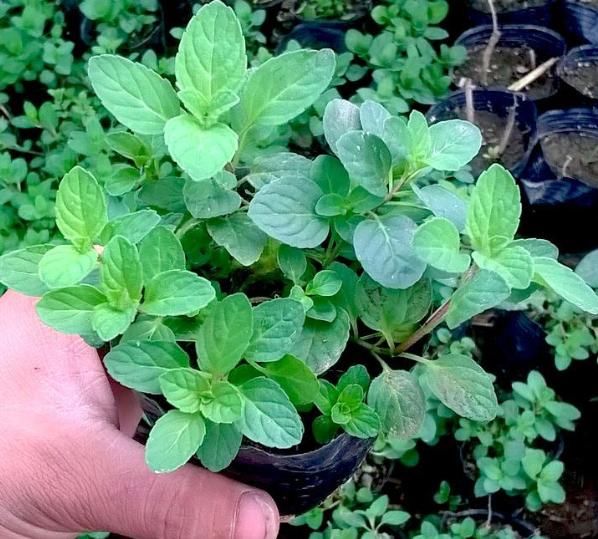 薄荷怎么养才能不枯黄？学习几点小妙招，盆盆绿油油