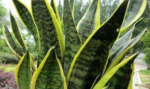 绿萝|什么绿萝、吊兰都不如3种花,室内养一盆,胜过空气净化器