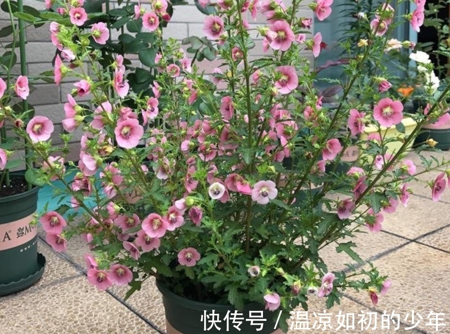 直射光|这花是名副其实的“开花机器”，秋冬盆栽，落实好4点花开不歇