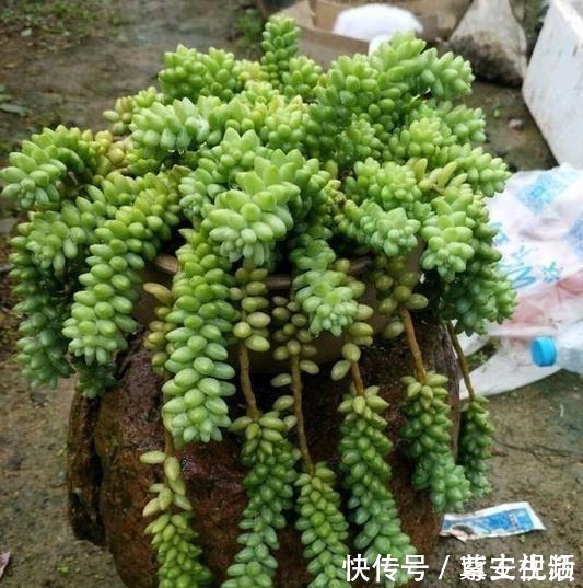 侧芽|把玉坠养出老桩不难,养出艳丽颜色就不简单了!