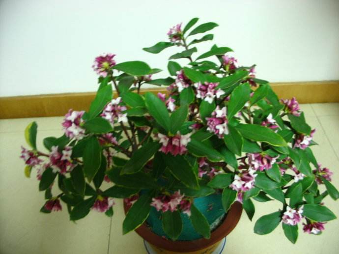 聪明人都喜欢养这种花，养家里既助睡又是吸附甲醛的小能手，值