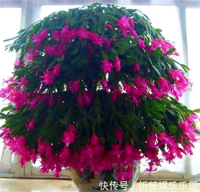 蟹爪兰花后养护很重要，仅仅修剪还不够，做好这4点，开花大又多