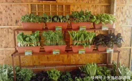 2种菜长得可真快,埋在盆里几天就能吃一茬,比养花都简单!