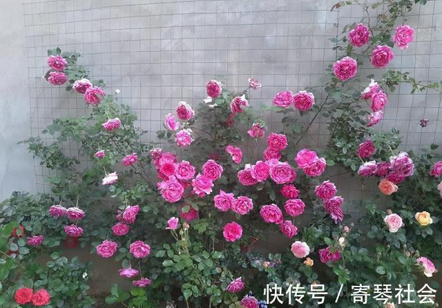 月季|养花的这种“坑”，入了就爬不出来，钱包越变越薄，你也是吗？