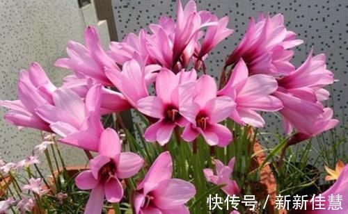 赏花|3种花是“大美女”,开花勤爱爆盆,美不胜收,一年四季都赏花