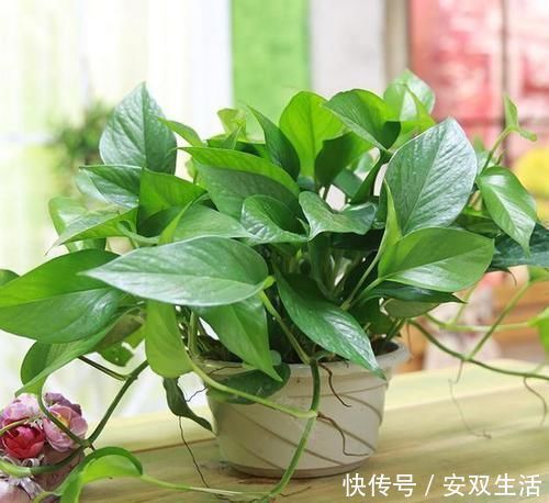 万物生长|几种耐阴花，最怕晒太阳，一晒就黄叶，看看你养了几种