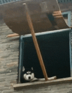 |搞笑GIF:这是一条神奇的裙