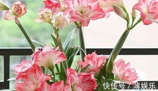 栽种|朱顶红光长叶子不开花,做好6点,轻松开爆盆!