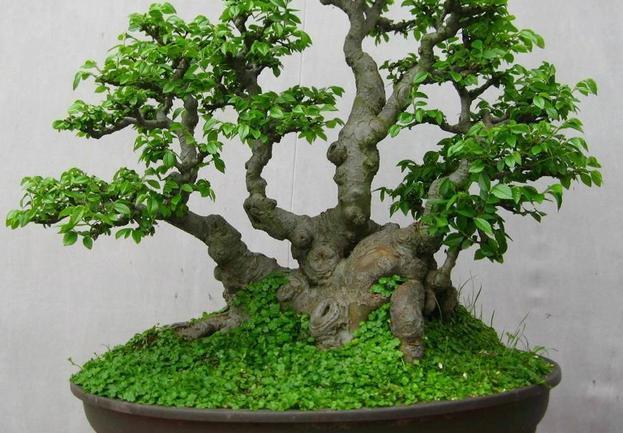 家养一盆枸骨盆景，叶片青翠风景好，从年头赏到年尾！