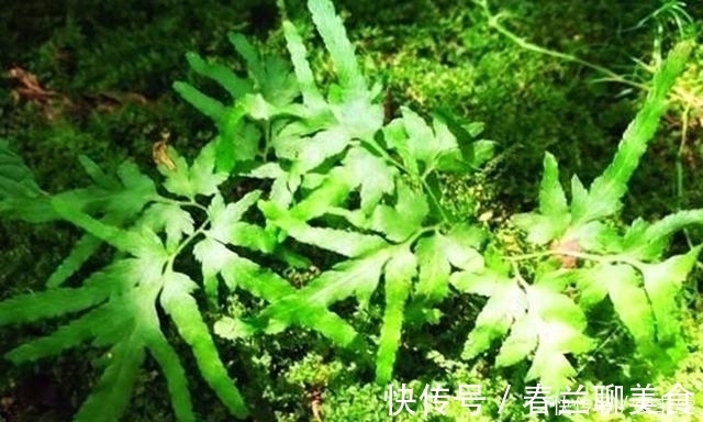 宝贝|这植物叫“金沙藤”,整株都是很好的宝贝,对咳嗽还有很大的用处