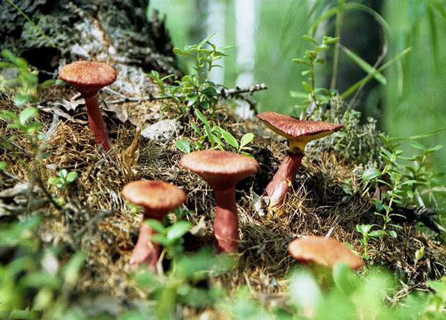 癌细胞|过了50岁后,常吃3种菜,癌细胞不攻自破,称为防癌高手