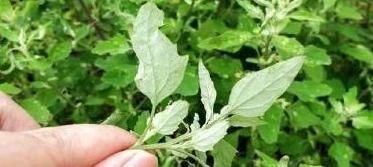 收购|农村常见的一种野草,丢在地里都没人要,现在城里人抢着收购