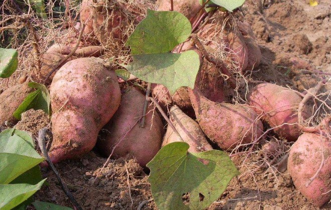 喝水|经常吃红薯，到底是在减肥还是在增肥呢终于有专家说出答案了