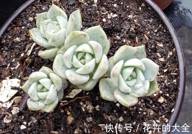 花友|多肉植物色彩斑斓之白色系多肉，祝各位花友百战百胜