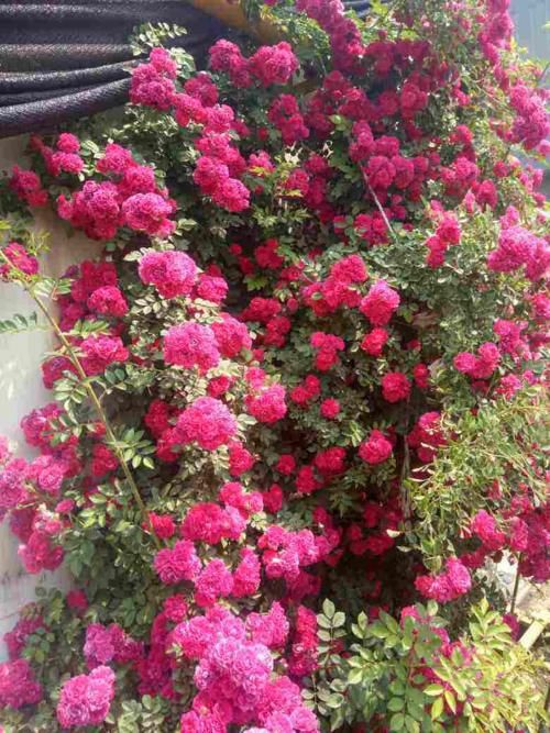 有院子别犹豫,现在开始规划养花,4、5月就能花开满园