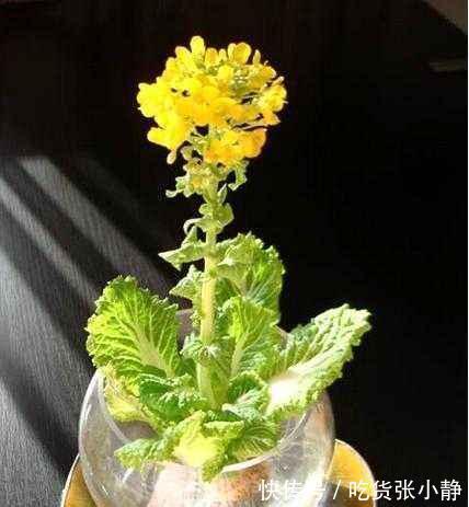 6种绿叶菜,“菜根”不要扔,种到花盆里,20天左右就能摘着吃