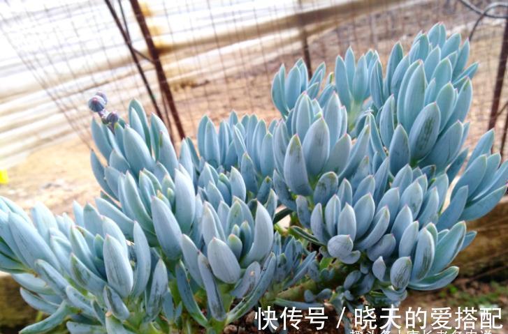 送朋友多肉又不落俗套?红橙黄绿青蓝紫彩虹系7色多肉了解一下!