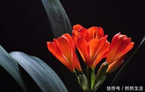 叶片|君子兰入夏要“静养”，3件事不能做，不然黄叶、花难开