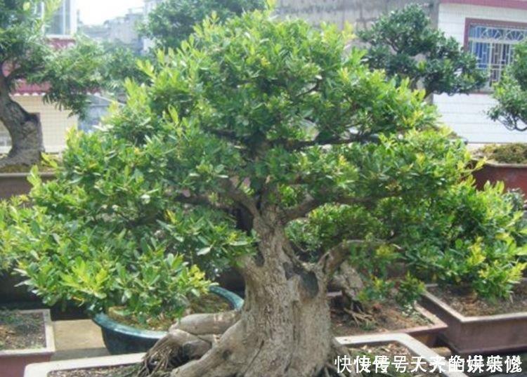 聪明人都养4种花,净化空气,帮助睡眠,快养起来吧