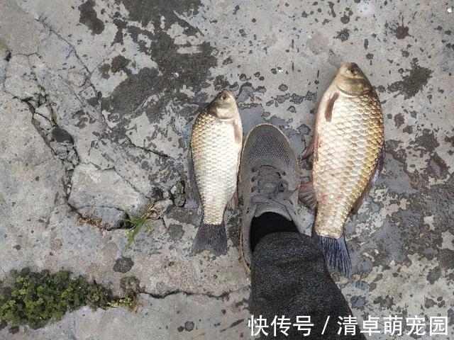 远近|深秋季节转换,野钓鲫鱼钓深还是浅,钓近还是远?四个因素很关键