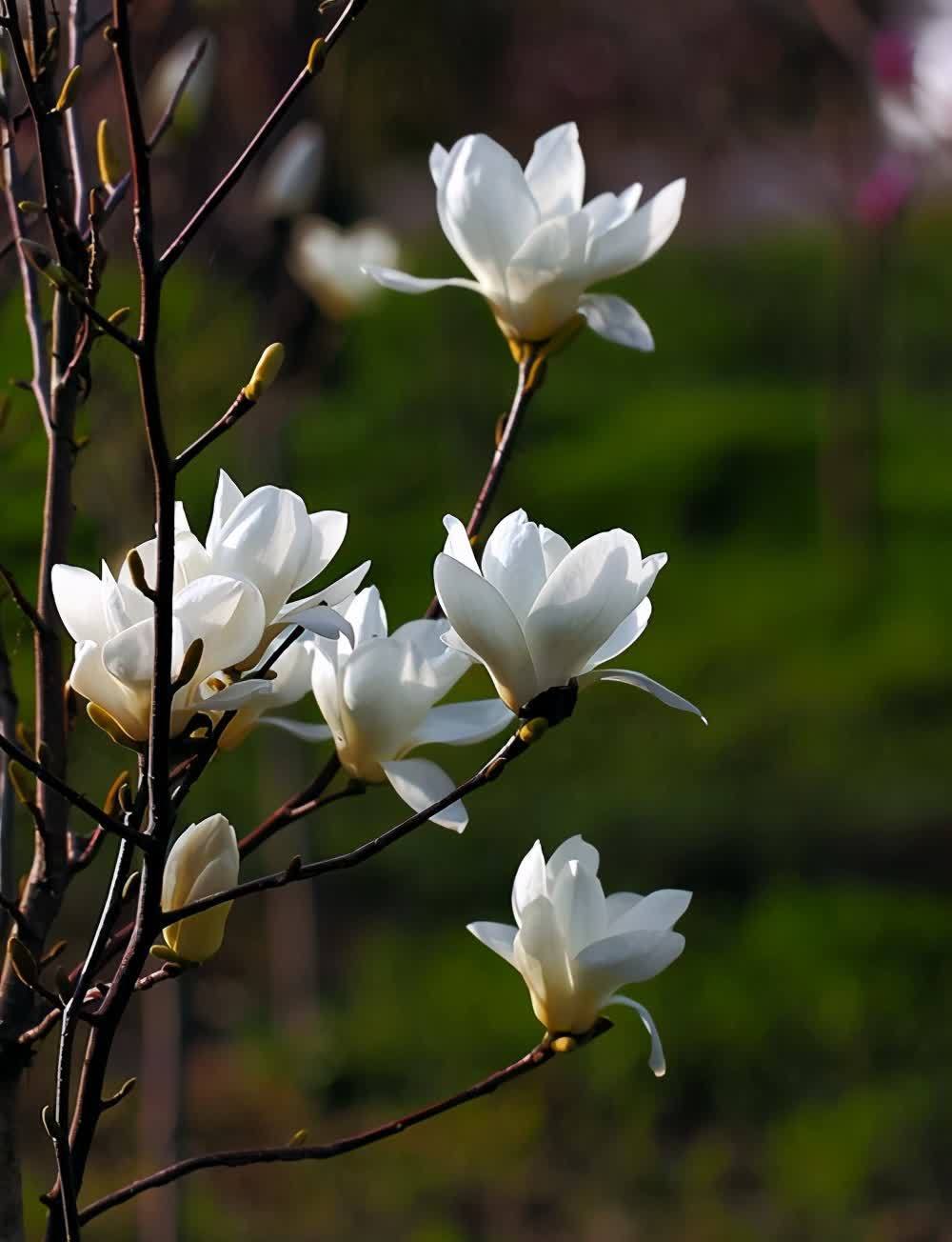 玉兰花大全,简介5种玉兰花,你喜欢哪种?