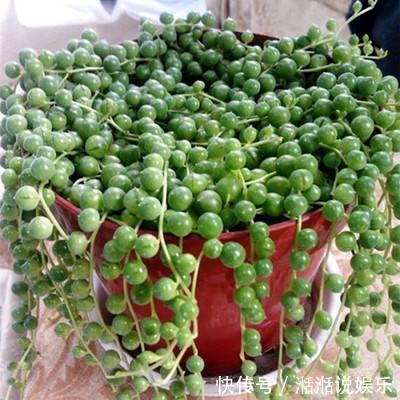珍珠吊兰这样养,一根一串佛玉珠,颗粒粒喝饱水,价格翻了好几倍