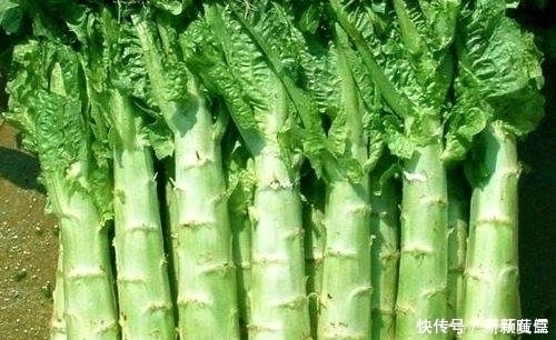 小肠经|爱吃莴笋的人,身体不会差,但切忌与一物同食,现在知道还不晚