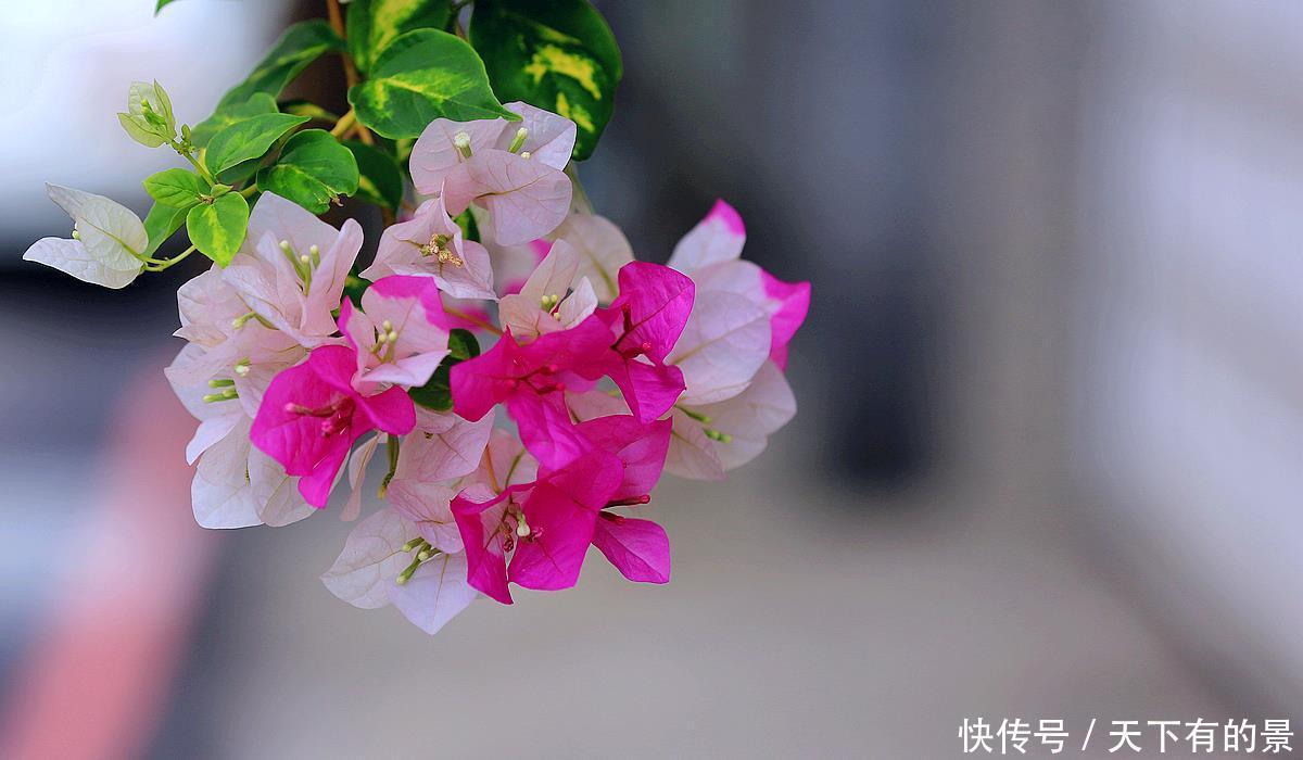 养分|三角梅只长叶不开花，除了光照和养分，再做2件事，能快速长花苞