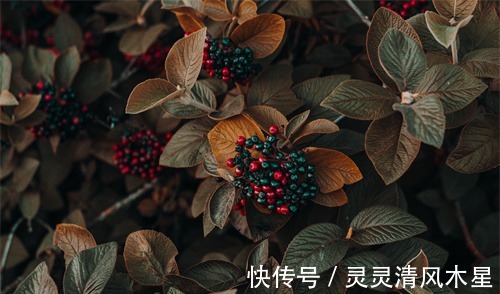 事业|扛得起大任的四大生肖，事业蒸蒸日上，10月起不愁没前途