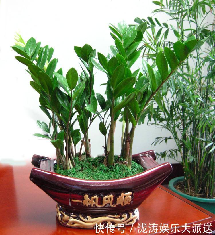 盆栽|3种“招财”的花卉,年底说啥也得养几盆,客厅卧室都能养