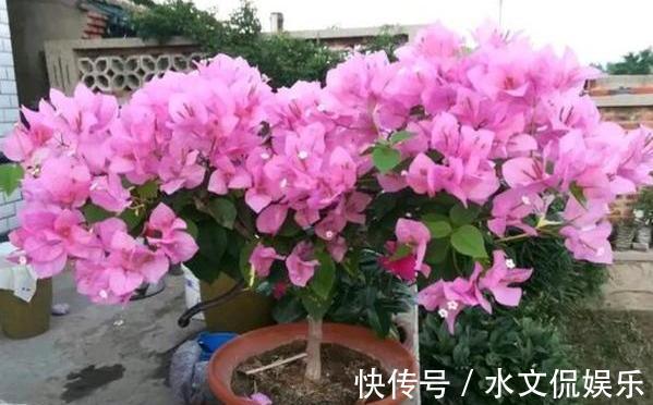 小黑屋|早秋,盆栽三角梅开花数量少了、个头小了怎么办抓牢4点足以