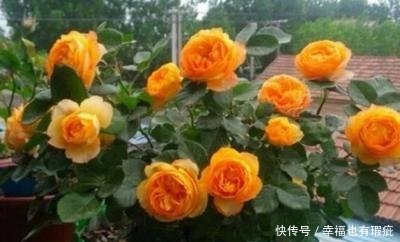 丰花月季|喜欢养护漂亮的花卉，就选择3种花卉，妩媚妖娆，优雅大气，漂亮