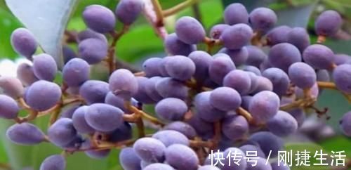 羡慕|女性羡慕别人皮肤好，不妨多吃3食物，润滑肌肤，皮肤更白嫩！