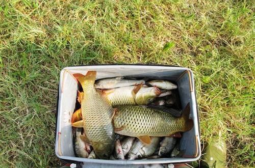 老师傅告诉我用“麦芽糖粘小米钓法”,野钓的鱼获就是不一样