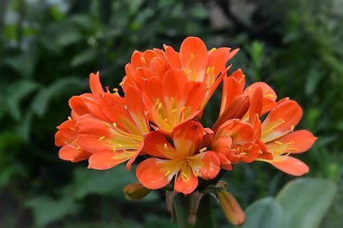 君子兰开花少给它喝点神仙水，叶子坚挺肥绿，开花100朵！
