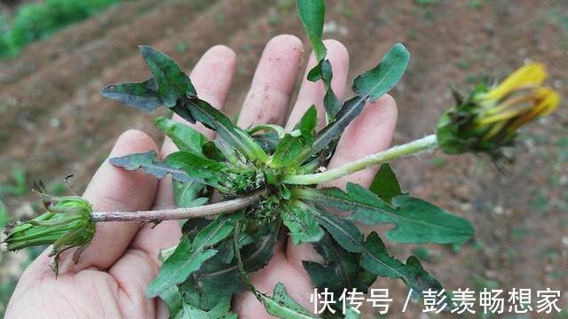 肝毒|蒲公英和它很“般配”,坚持泡水喝,排肝毒降肝火,皮肤也变好了