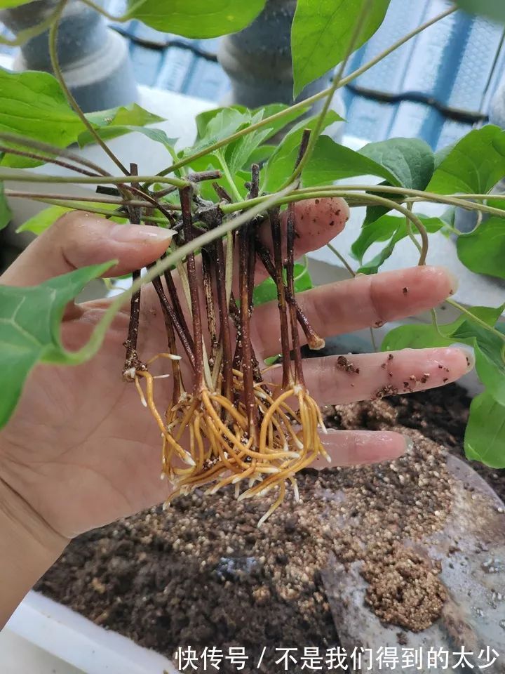 养花技巧最难养的花,买多少死多少,想想就生气!