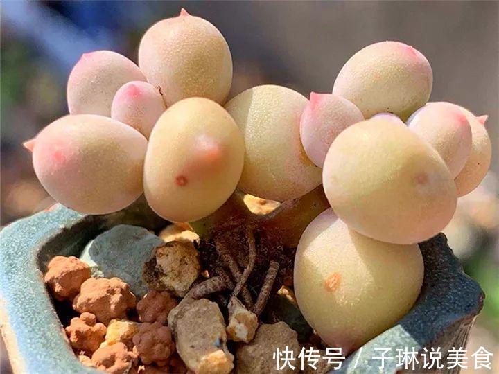 今年最火的奇葩多肉，价格这么贵，还有人抢着买！