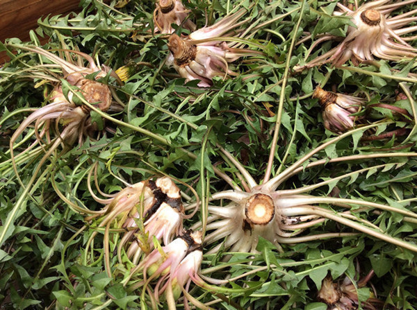 医院|农村大姐,每天喝蒲公英水,却喝进医院,她犯的错你可能也在犯!