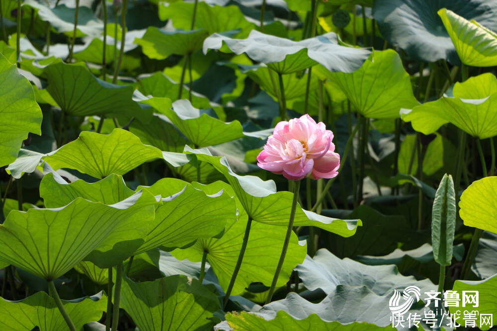 济南|大明湖送给济南的入秋礼物！你被“她”的美丽惊艳了吗？