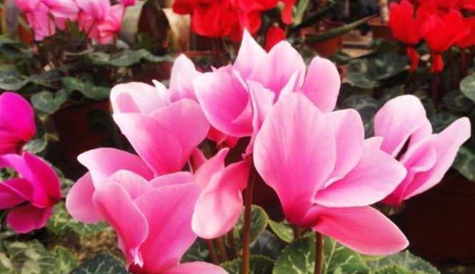 几种花是开花小能手,一年花期多,一开就停不下来