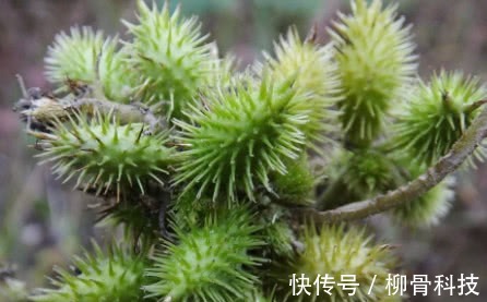 本草纲目|李时珍称它为风湿克星,祛风止痛,老寒腿关节炎都被“赶跑”