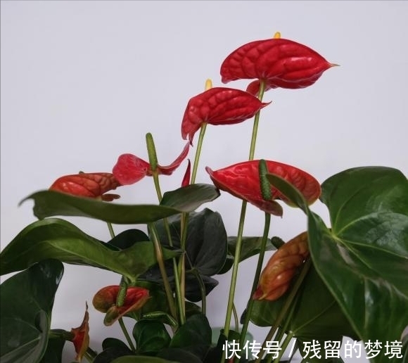 5种“富贵花”,谨记“穷养它”,大盆换小盆,才能开满富贵花