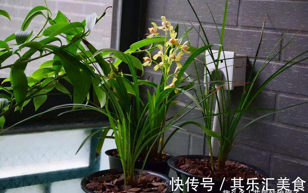 植料|兰花长期不开花,是环境和管理上“惹的祸”,自查3个方面并做好